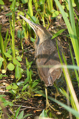 American Bittern, Central Park