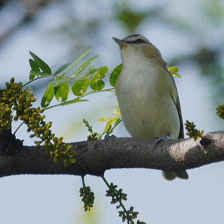 Red-Eyed Vireo, Central Park