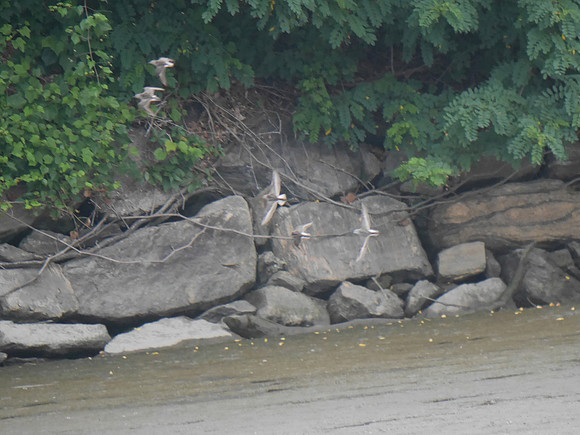 Least and Semipalmated Sandpipers, Inwood Hill Park