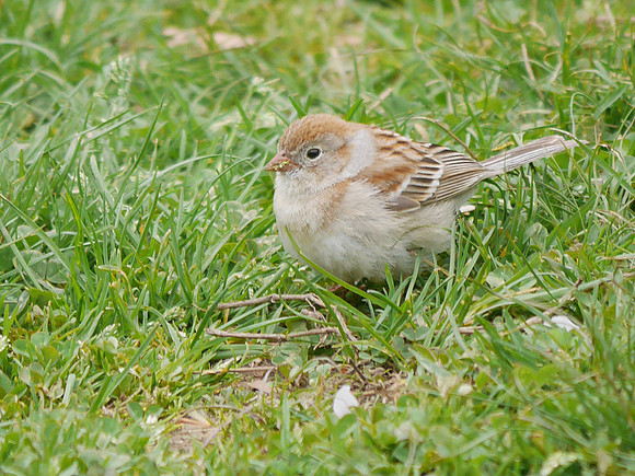 Field Sparrow, Central Park