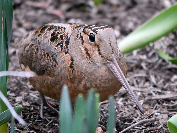 American Woodcock, Bryant Park