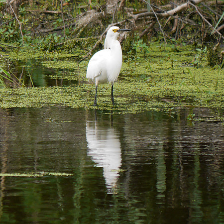 Snowy Egret, Big John's Pond