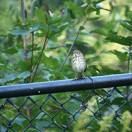 Gray-Cheeked Thrush, Central Park