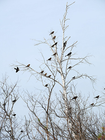 Boat-Tailed Grackles, Jamaica Bay