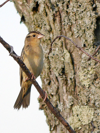 Bobolink, Prattsville NY