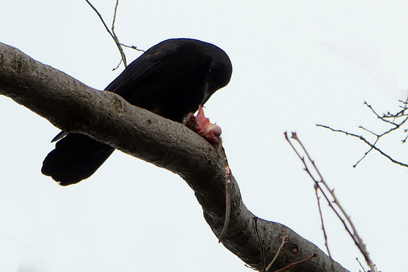 Crow eating a small rat, Strawberry Fields, Central park