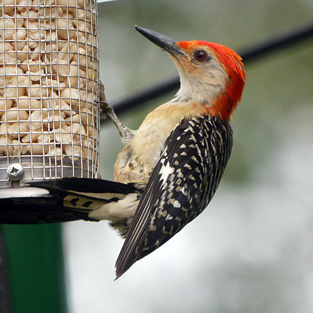 Red-Bellied Woodpecker, Traveler Food & Books