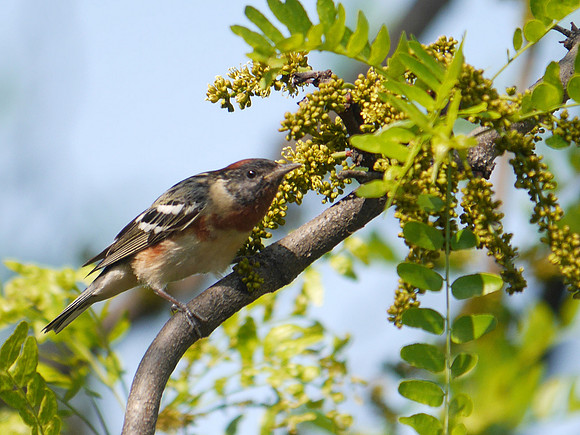 Bay-Breasted Warbler, Central Park