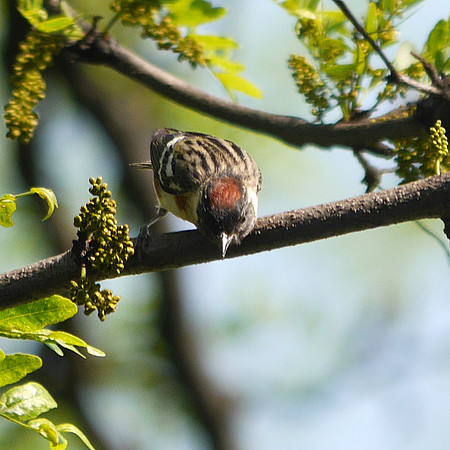 Bay-Breasted Warbler, Central Park