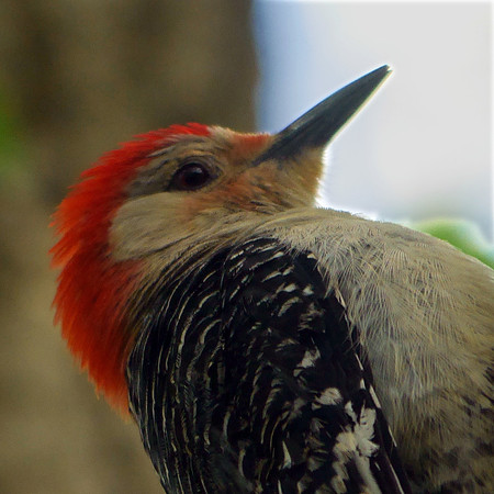 Red-Bellied Woodpecker, Central Park