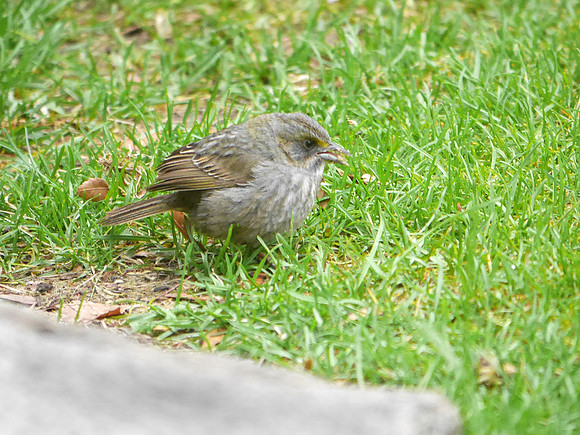Seaside Sparrow, Hudson River Greenway, W. 55th Street