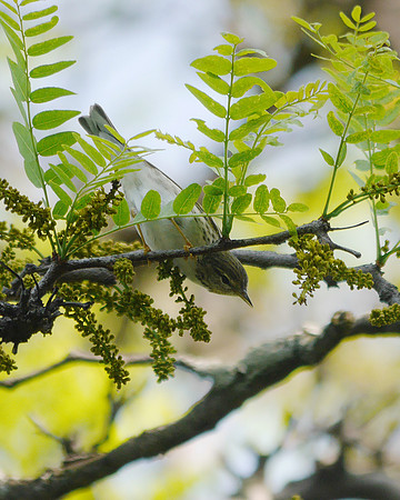 Blackpoll Warbler, Central Park