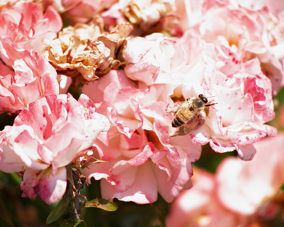 Bee in roses, Brooklyn Botanic Garden