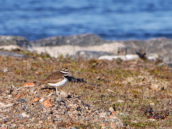 Killdeer, Randalls Island