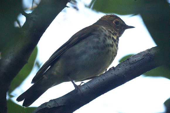 Swainson's Thrush, Central Park