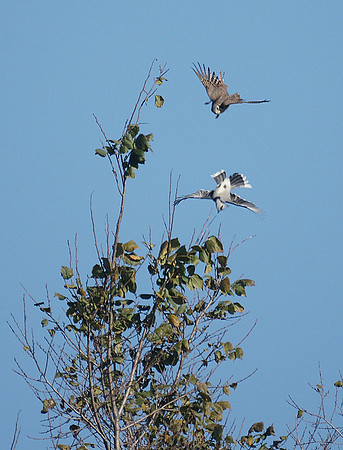 Kestrel vs. Blue Jay