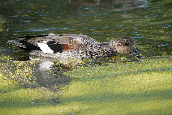 Gadwall, Turtle Pond