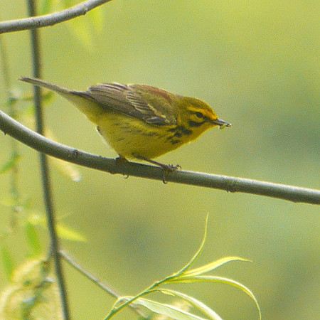 Prairie Warbler, Central Park