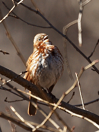 Fox Sparrow singing, Central Park