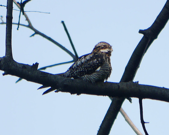 Common Nighthawk, Central Park