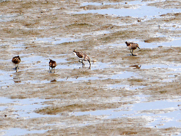 Least and Semipalmated Sandpipers, Inwood Hill Park
