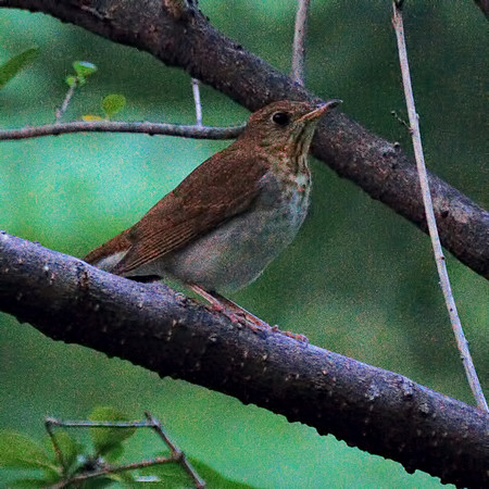 Veery, Central Park