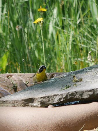 Common Yellowthroat bathing, Prattsville NY