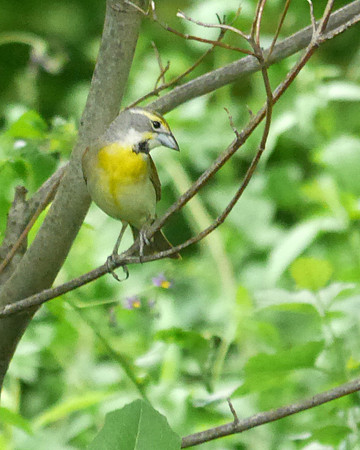 Dickcissel, Central park