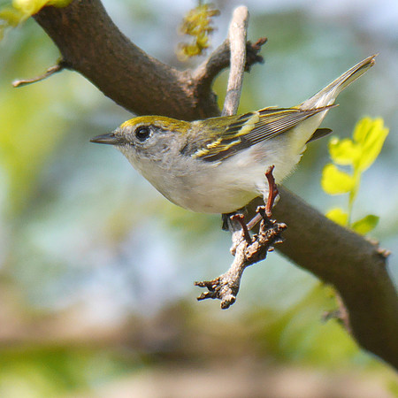 Chestnut-Sided Warbler, Central Park