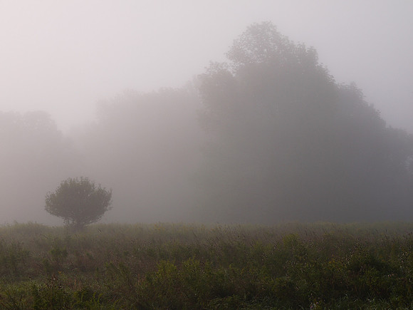 Magnus farm, a misty morning