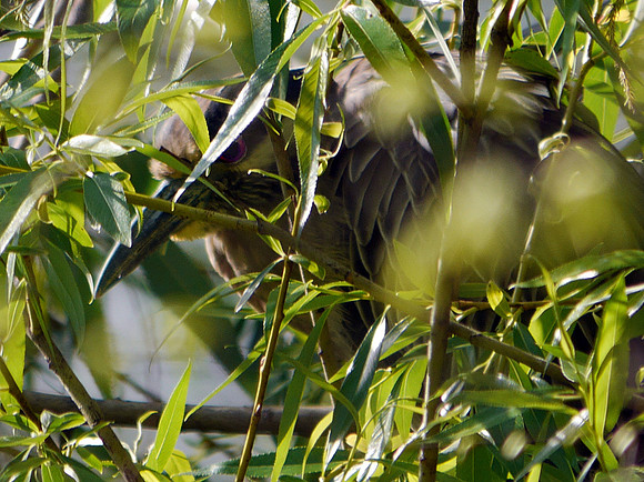 Yellow-Crowned Night Heron, Central Park