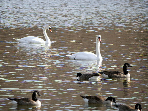 Mute Swans,  Van Cortlandt Park