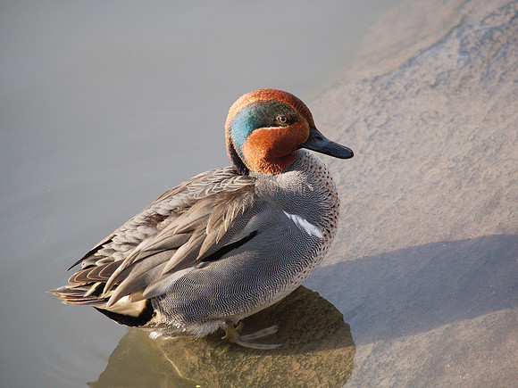 Green-Winged Teal, Central Park