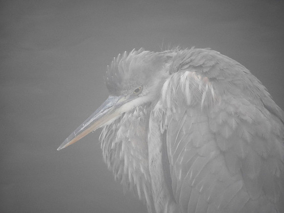 Great Blue Heron, Central Park