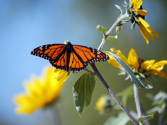 Monarch Butterfly, Central Park