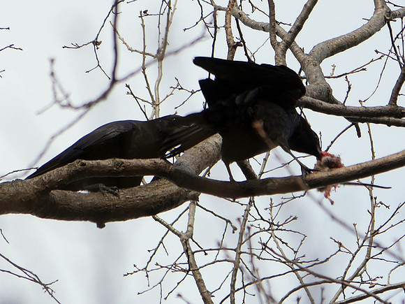 Crows squabbling over a rat, Strawberry Fields, Central Park