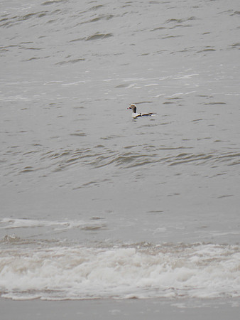 Long-Tailed Duck, Fort Tilden