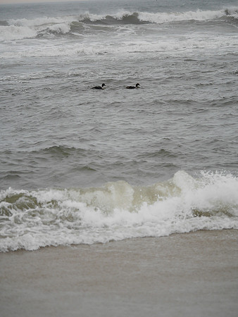 Common Eider, Fort Tilden