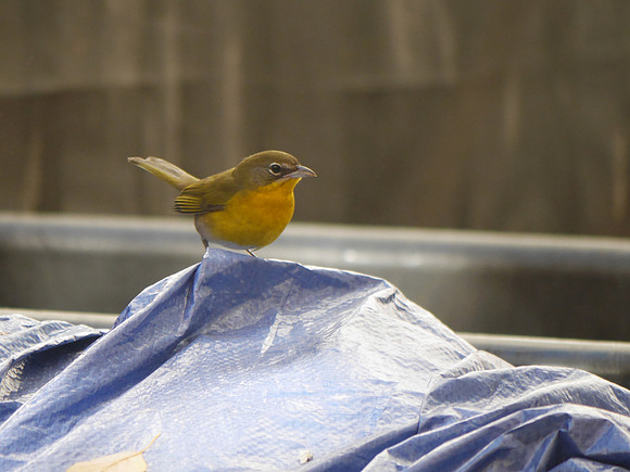 Yellow-Breasted Chat, Trinity Church