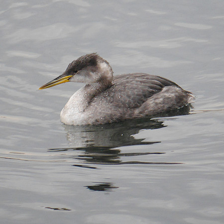 Red-Necked Grebe, Central Park