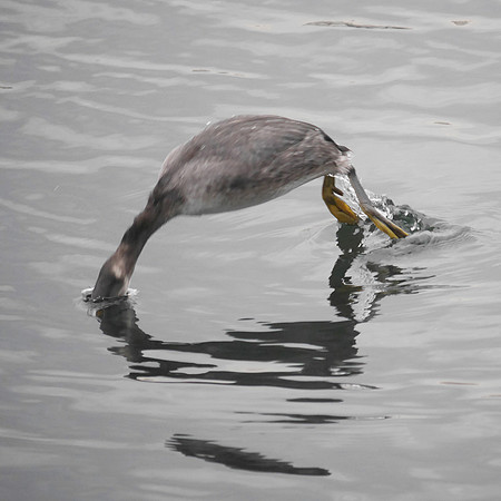 Red-Necked Grebe, Central Park