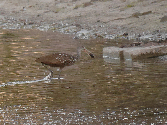 Limpkin Boynton Beach FL