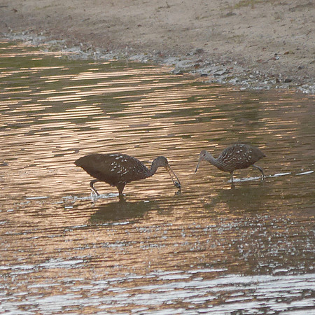 Limpkin Boynton Beach FL