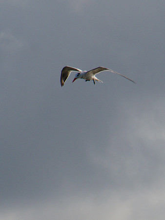 Royal Tern, Boynton Beach FL