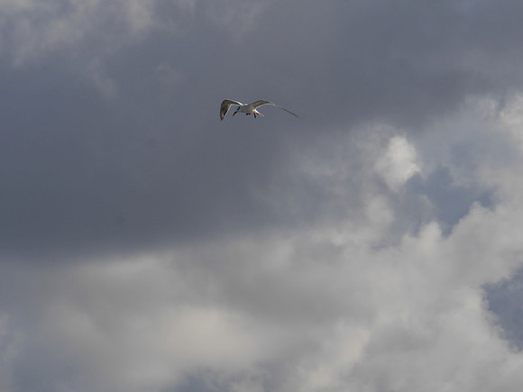 Royal Tern, Boynton Beach FL