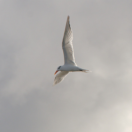 Royal Tern, Boynton Beach FL