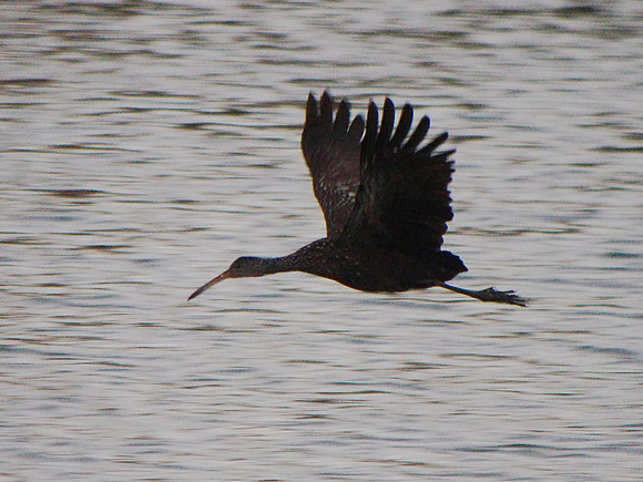 Limpkin, Boynton Beach FL