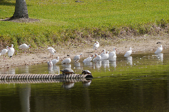 White Ibises, Boynton Beach FL