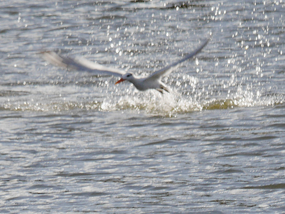 Royal Tern, Boynton Beach FL