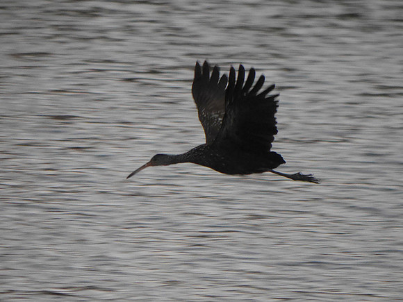 Limpkin, Boynton Beach FL